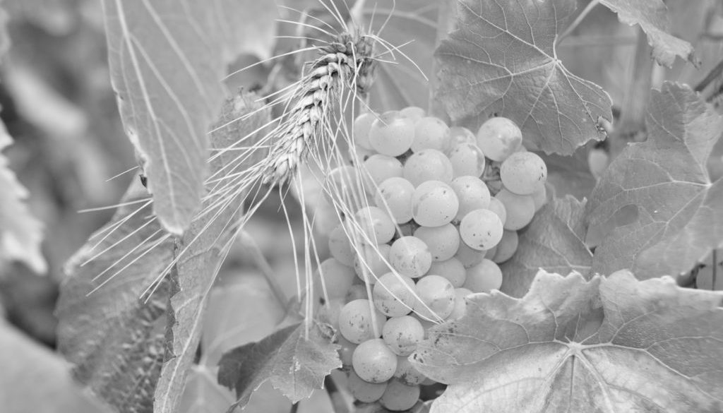 Salima et Alain Cordeuil Vendanges 2020