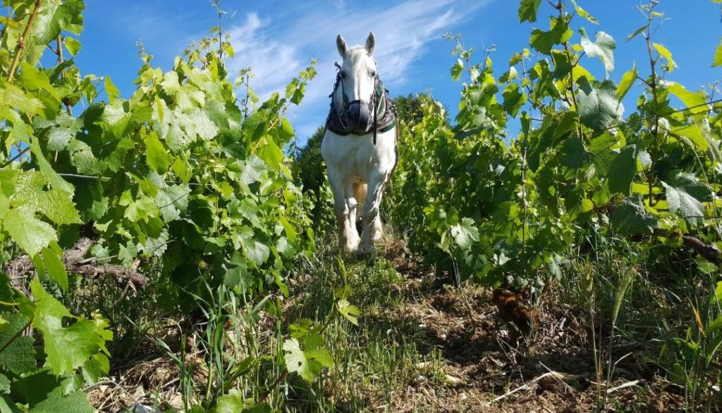 Travail au cheval